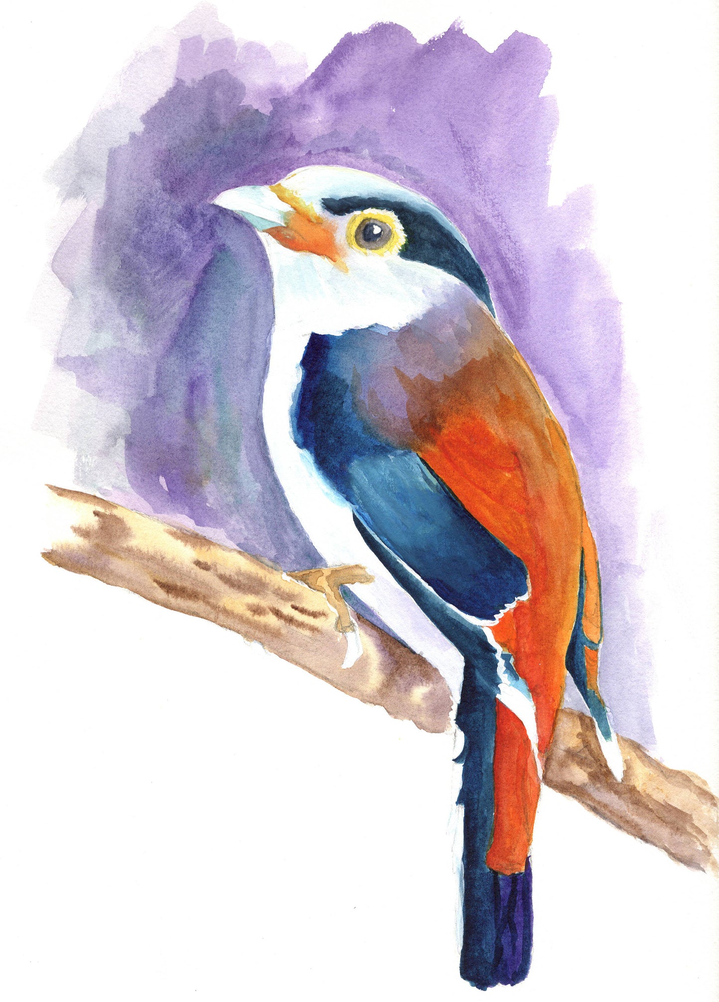 Bird Watercolour Painting Original