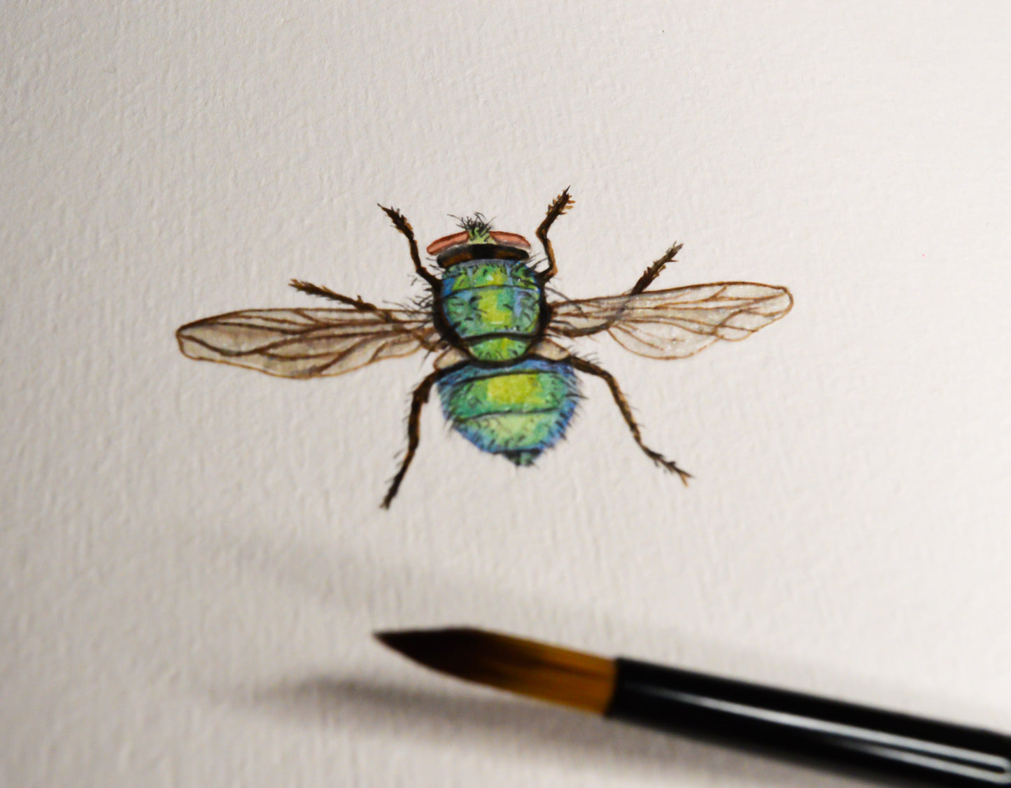 House Fly Giclee Print