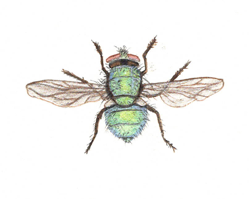 House Fly Giclee Print