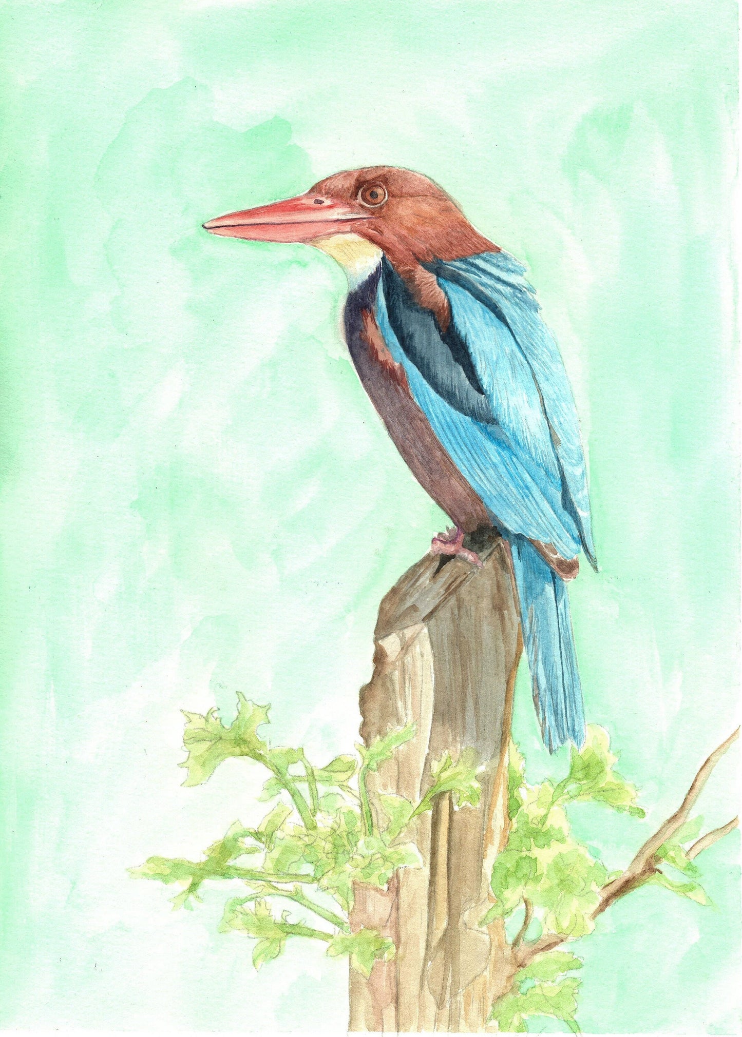 Bird Watercolour Painting Print